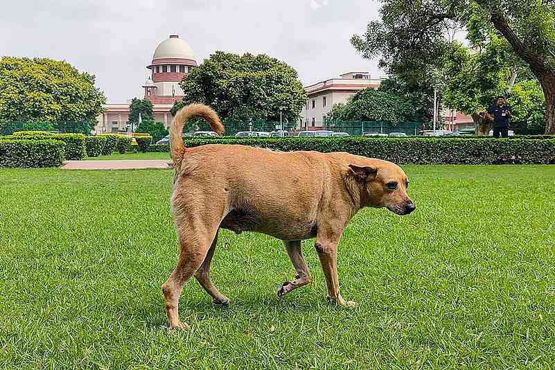 सरकारी दफ़्तरों में आवारा कुत्तों को खाना खिलाने पर बनेगा नियम: सुप्रीम कोर्ट